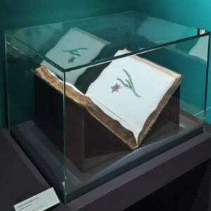 Moderne Glasvitrine mit rahmenloser Optik für Wohnzimmer oder Büro