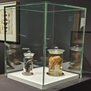 Elegante Glasvitrine mit Glasböden für stilvolle Präsentation von Sammlerstücken