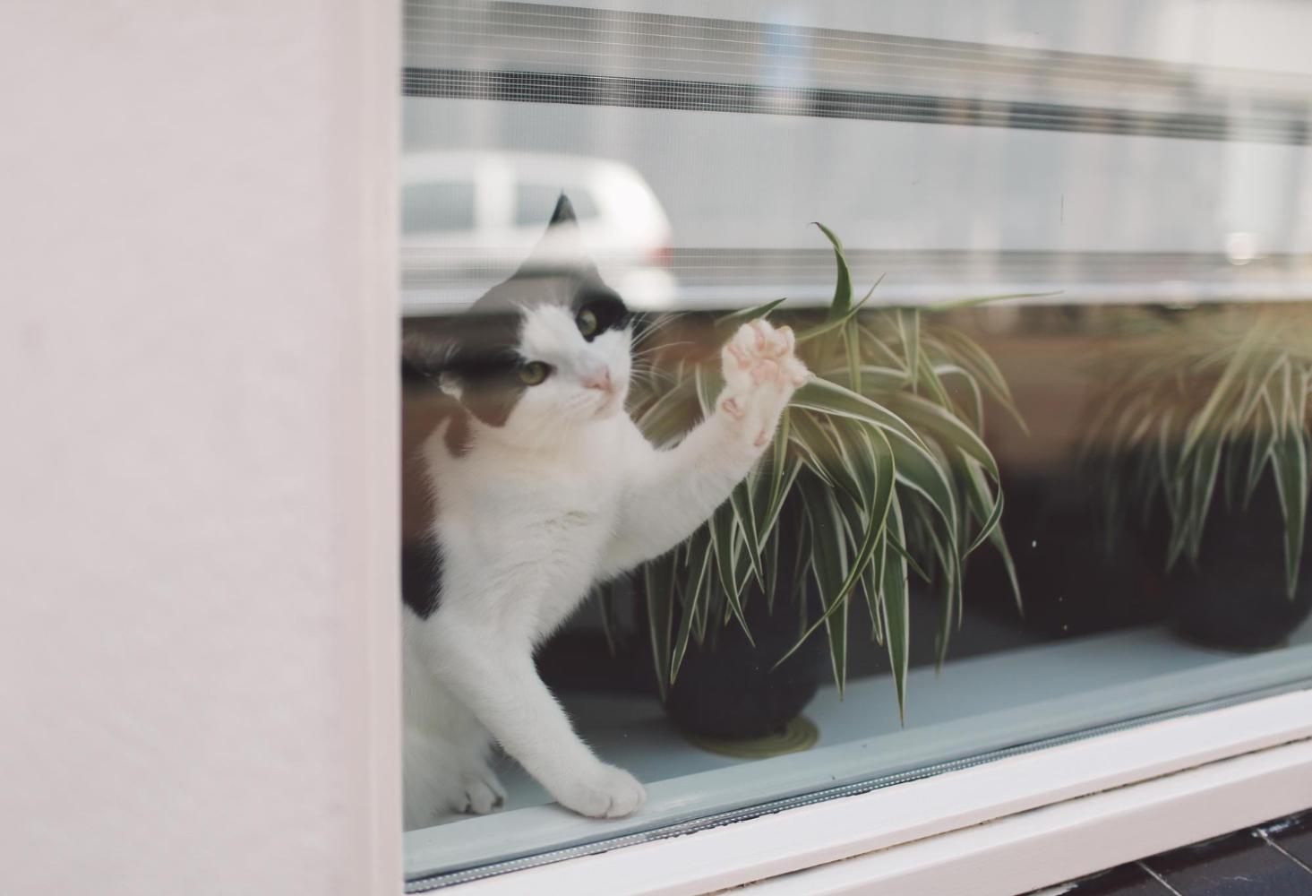 Kann man eine Katzenklappe nachträglich in eine Glastür einbauen?